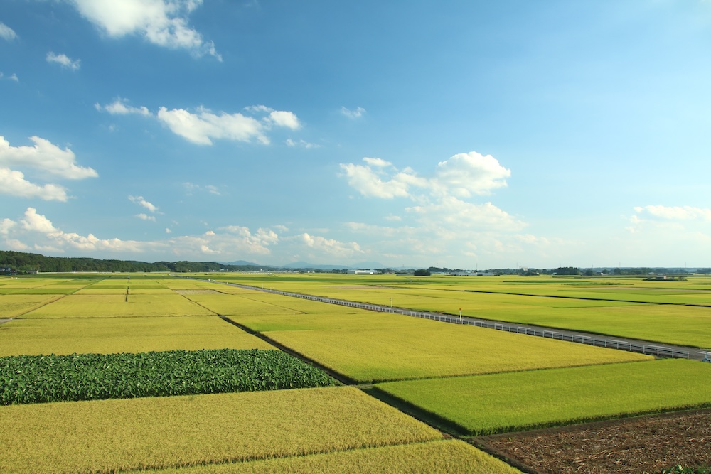 栃木県における主な農地転用の許可要件・注意点